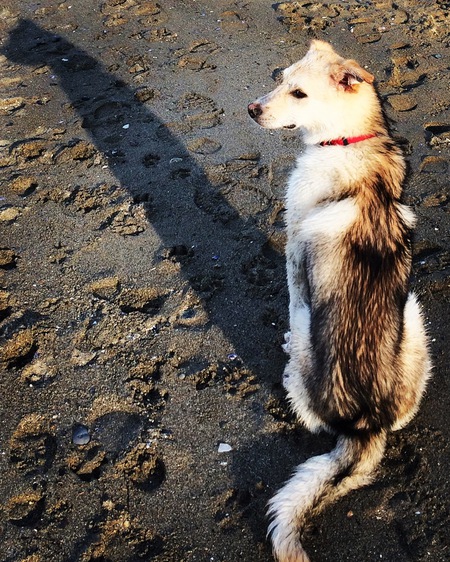 Entry image for Higgins. Clicking this image will show a larger photo