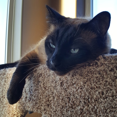 Entry image for Destructor (Des). Clicking this image will show a larger photo