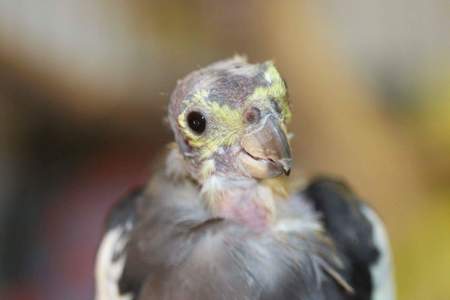 Entry image for Toree. Clicking this image will show a larger photo