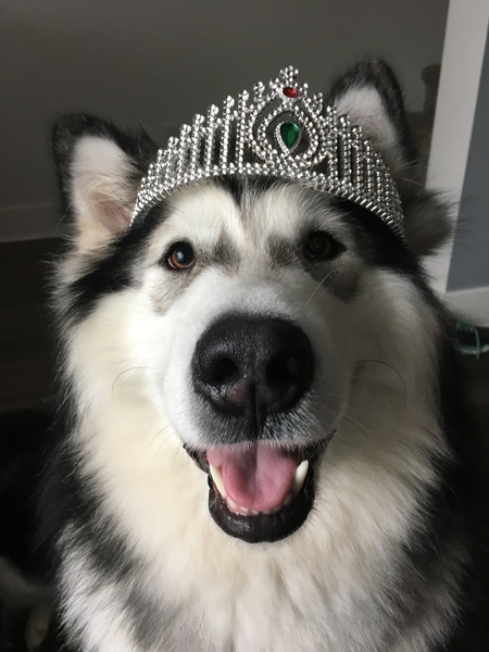 Entry image for Tundra . Clicking this image will show a larger photo