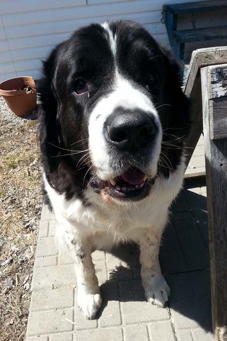 Entry image for Ozzie. Clicking this image will show a larger photo