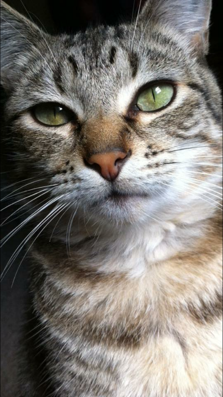 Entry image for Peanut. Clicking this image will show a larger photo