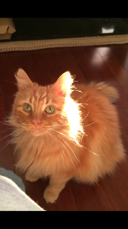 Entry image for Dexter. Clicking this image will show a larger photo