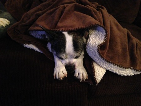 Entry image for Spike. Clicking this image will show a larger photo