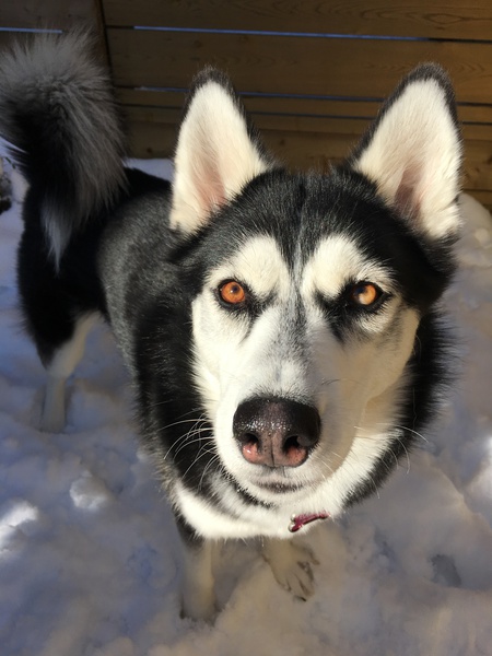 Entry image for Koda. Clicking this image will show a larger photo