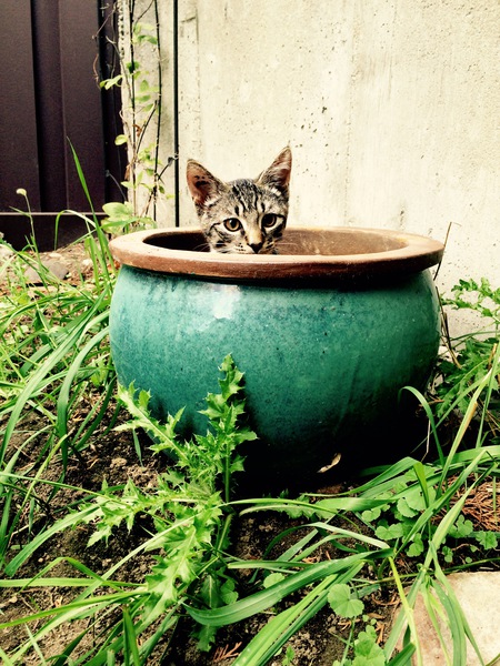 Entry image for Bugaboo. Clicking this image will show a larger photo