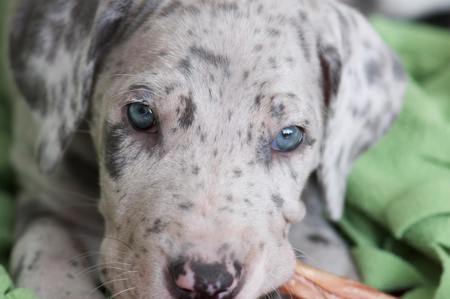 Entry image for Dany. Clicking this image will show a larger photo