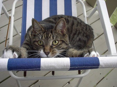 Entry image for Joey. Clicking this image will show a larger photo