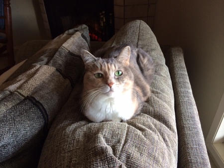 Entry image for Ginny. Clicking this image will show a larger photo