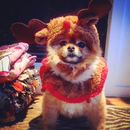 Entry image for Wookie . Clicking this image will show a larger photo