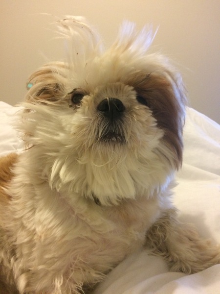 Entry image for Rosie. Clicking this image will show a larger photo