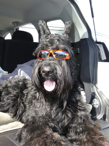 Entry image for Harley. Clicking this image will show a larger photo