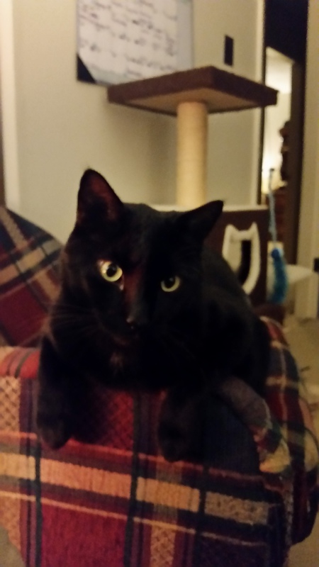 Entry image for Zazzles. Clicking this image will show a larger photo