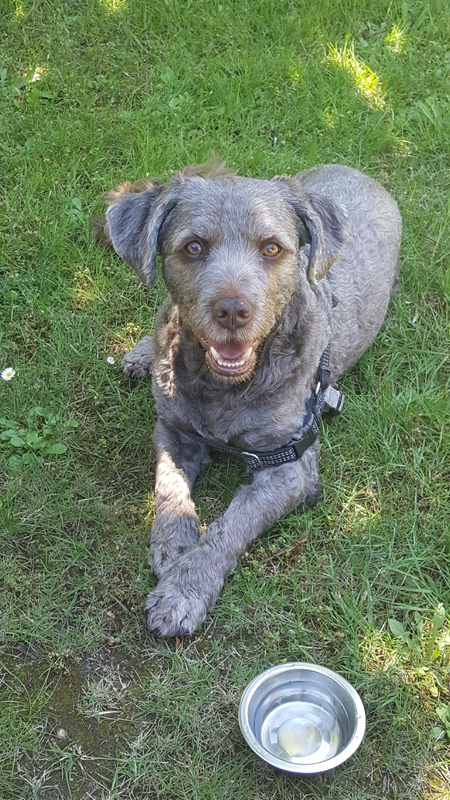 Entry image for Samson. Clicking this image will show a larger photo