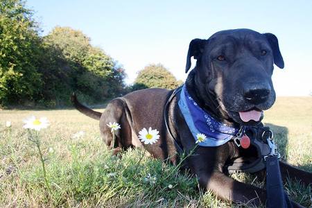 Entry image for Duke. Clicking this image will show a larger photo