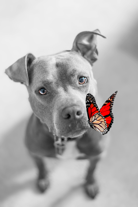 Entry image for Magnus. Clicking this image will show a larger photo