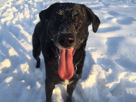 Entry image for Carter. Clicking this image will show a larger photo