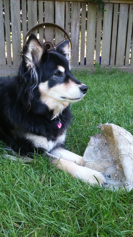 Entry image for Kiwi. Clicking this image will show a larger photo