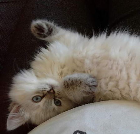 Entry image for Ivy. Clicking this image will show a larger photo