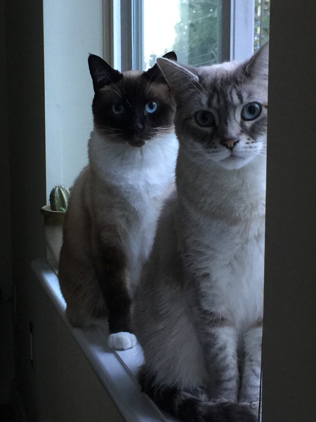 Entry image for Jasper & Lily. Clicking this image will show a larger photo