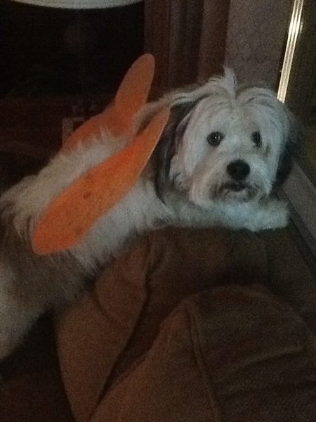 Entry image for Violet. Clicking this image will show a larger photo