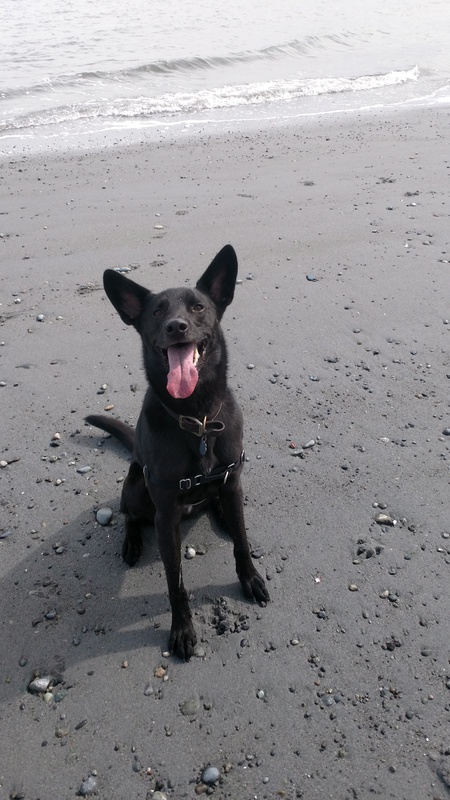 Entry image for Dexter. Clicking this image will show a larger photo