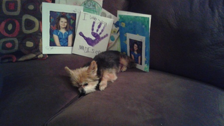 Entry image for Chico. Clicking this image will show a larger photo