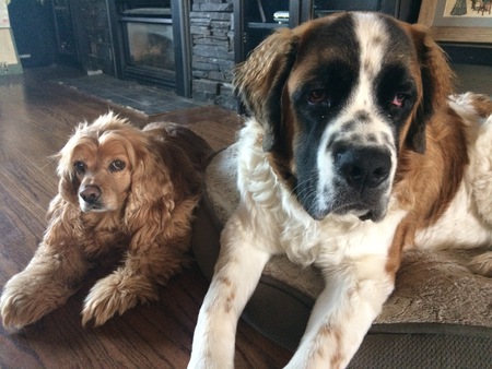 Entry image for Moose and Lady. Clicking this image will show a larger photo