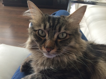 Entry image for Masioka . Clicking this image will show a larger photo