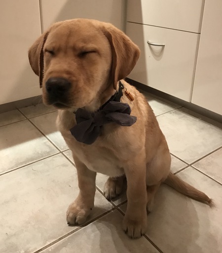 Entry image for Teddy. Clicking this image will show a larger photo