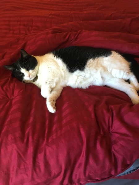 Entry image for Nikki. Clicking this image will show a larger photo