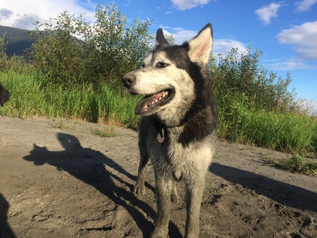 Entry image for Tipper. Clicking this image will show a larger photo