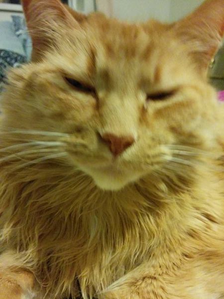 Entry image for Clifford. Clicking this image will show a larger photo