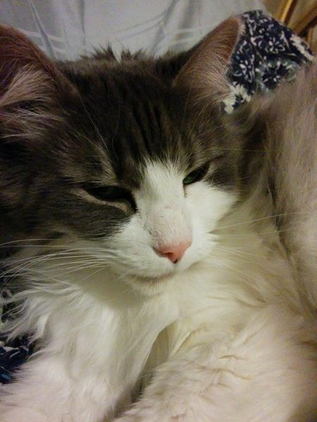 Entry image for Sarah. Clicking this image will show a larger photo