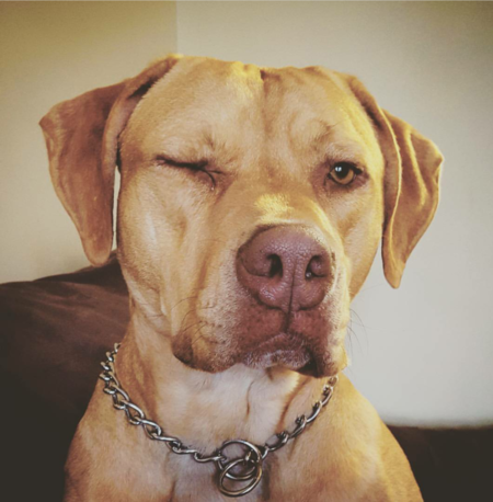 Entry image for Daisy. Clicking this image will show a larger photo