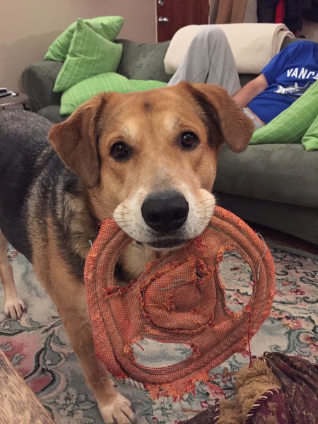 Entry image for Oscar. Clicking this image will show a larger photo