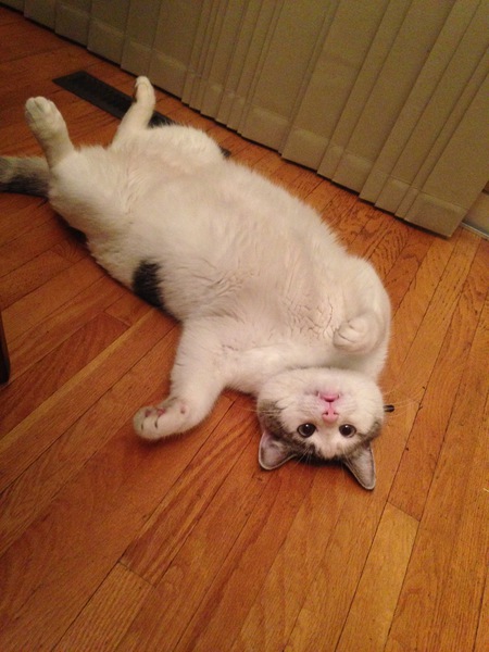 Entry image for Charlie. Clicking this image will show a larger photo