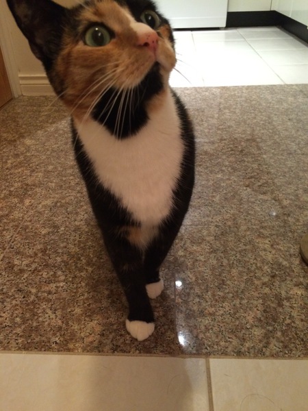 Entry image for Kame. Clicking this image will show a larger photo