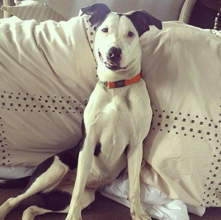 Entry image for Daisy. Clicking this image will show a larger photo