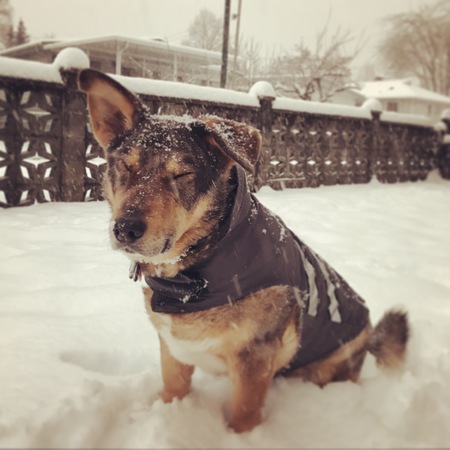 Entry image for Shorty. Clicking this image will show a larger photo