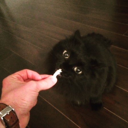 Entry image for Sumi. Clicking this image will show a larger photo