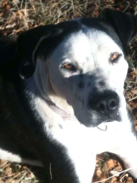 Entry image for Jessie. Clicking this image will show a larger photo