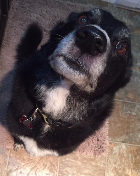 Entry image for Nash. Clicking this image will show a larger photo