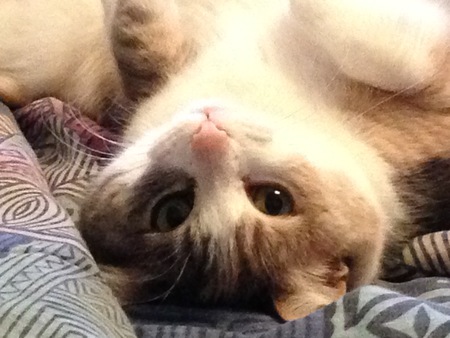 Entry image for Boomer. Clicking this image will show a larger photo