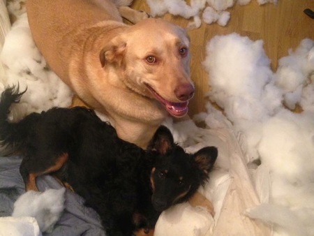 Entry image for Lebron and Griz. Clicking this image will show a larger photo