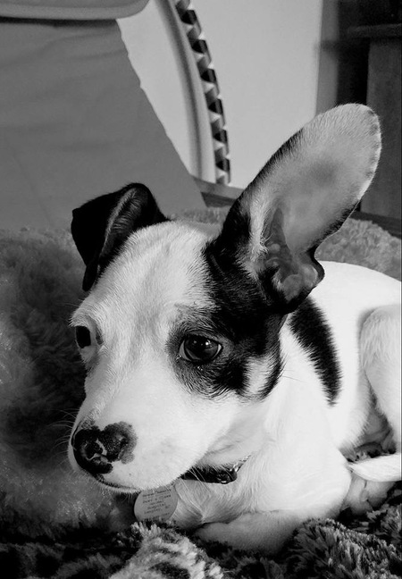 Entry image for Brutus . Clicking this image will show a larger photo