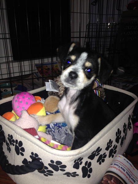 Entry image for Norman. Clicking this image will show a larger photo