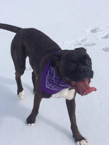 Entry image for Rupert . Clicking this image will show a larger photo