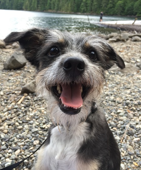 Entry image for Duke. Clicking this image will show a larger photo