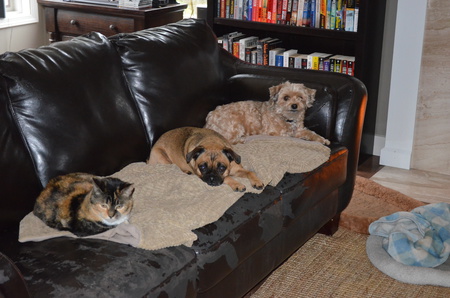 Entry image for Orange, Peace and Bentley. Clicking this image will show a larger photo